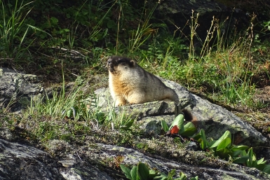 Новость дня