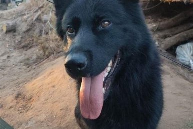 Спасший бойцов из Приангарья пес Донбасс получил международную награду посмертно