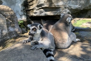 Вы ничего не знаете о животных, если не ответите хотя бы на 6/8 - ТЕСТ