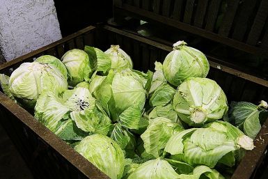 Неправильный режим полива — и капуста трескается прямо на грядке