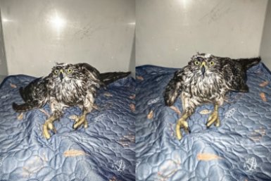 Ястреба с переломом крыла после нападения людей спасают в одном из регионов России Центр реабилитации &quotСирин&quot