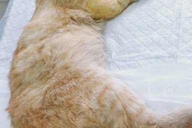 В Братске неизвестные жестоко изувечили кота — полиция проводит проверку