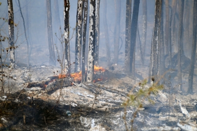 В лесах Иркутской области ликвидировали один очаг возгорания за сутки