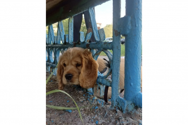 Двух собак спасли в Ангарске: одна застряла в лавке, другая провалилась в колодец