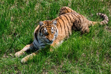 тигр Мария Смитюк, ИА PrimaMedia