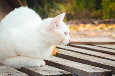 Кот и осень Юлия Ушакова, ИА IrkutskMedia