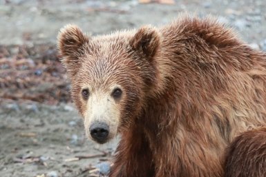 29 встреч с медведями подтвердили в Иркутской области за сутки