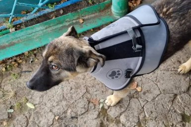 Пострадавшего в схватке с медведем щенка спасли в Иркутской области ветклиника Усть-Кутского филиала Киренской СББЖ