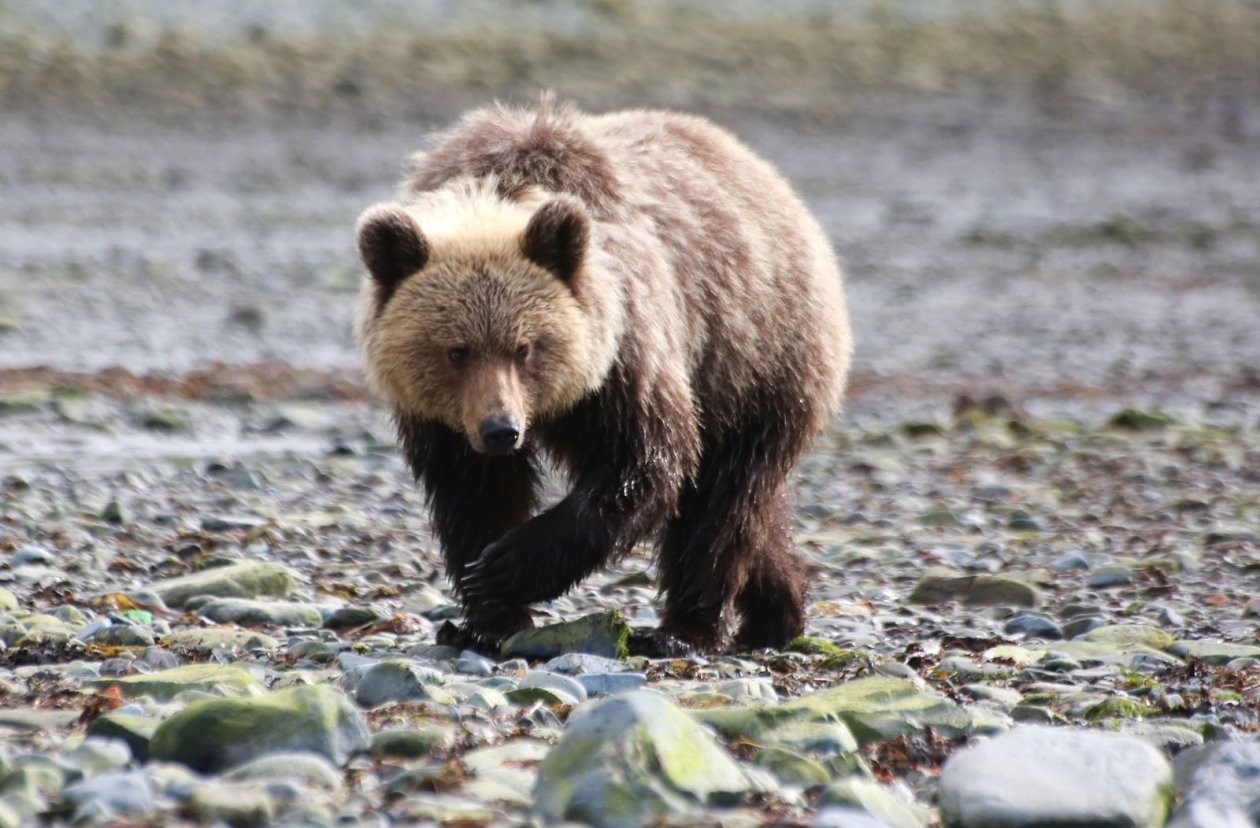 Медведь Чёрный Игорь, MagadanMedia