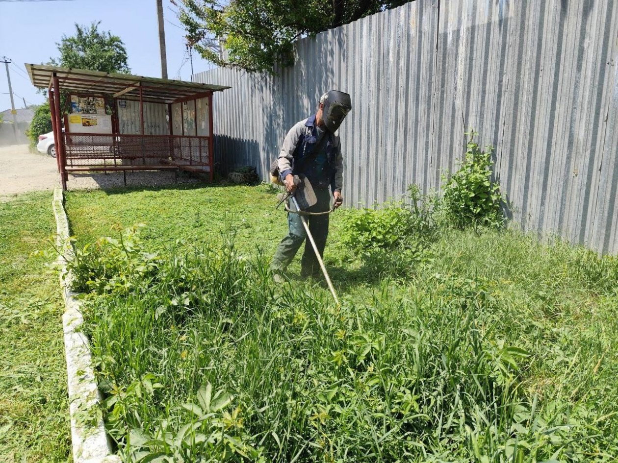 Сорняки Пресс-служба администрации Краснодара