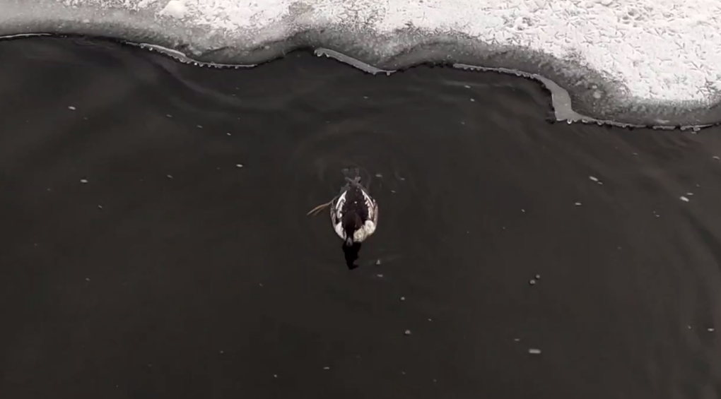 Гоголь Завкафедры метеорологии и климатологии СГУ Максим Червяков