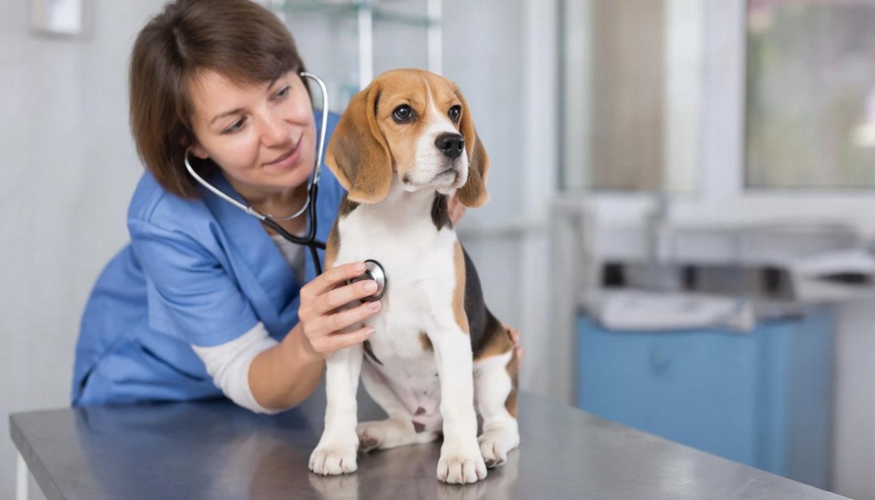 290 ветеринаров Иркутской области прошли дополнительное обучение в 2025 году ИИ Kandinsky (18+)