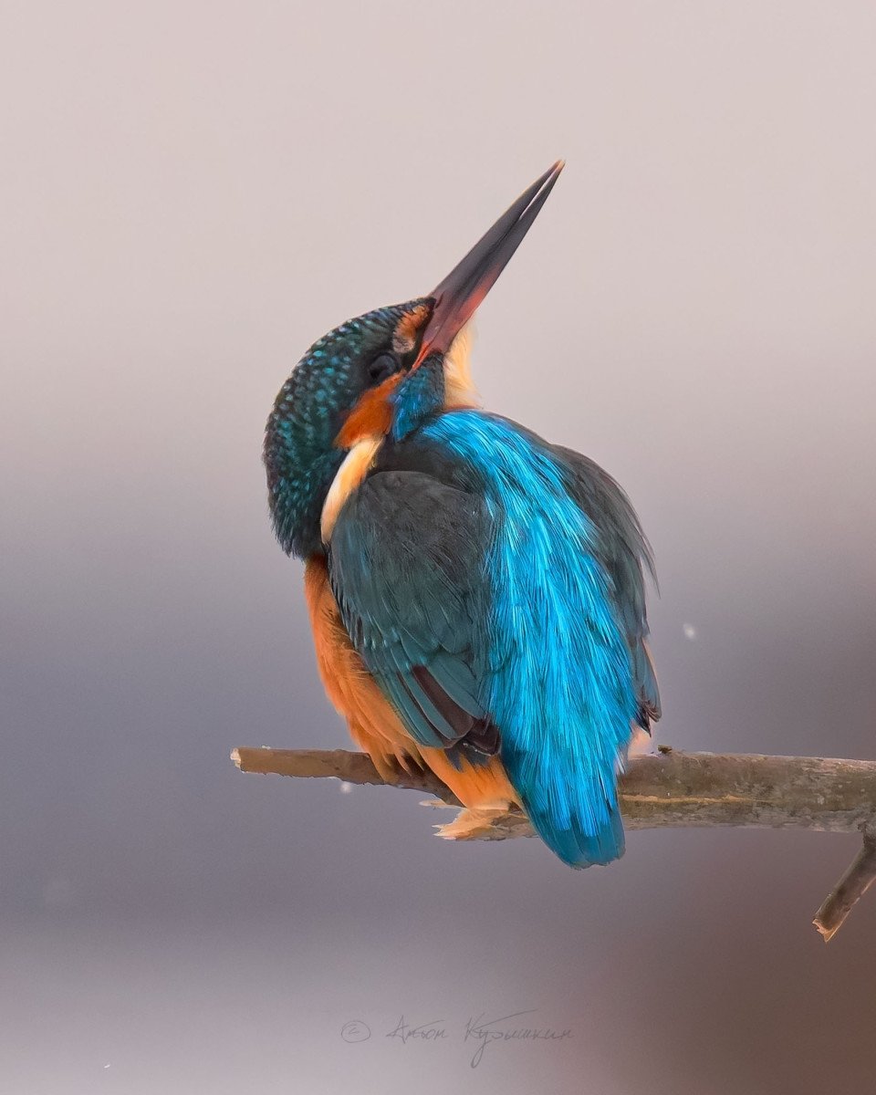 Зимородок из Красной книги неожиданно появился в одном из регионов России Антон Кубышкин