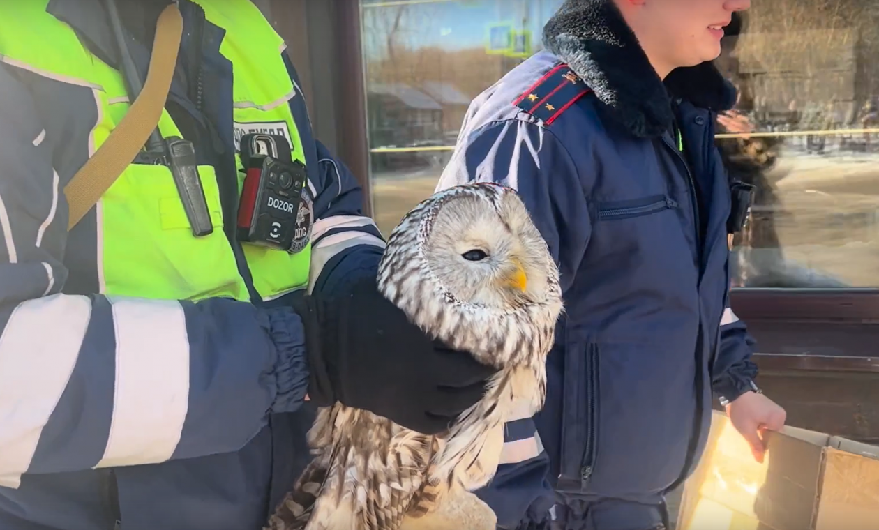 Инспекторы ДПС спасли раненую сову на трассе в Иркутской области Пресс-служба ГУ МВД России по Иркутской области