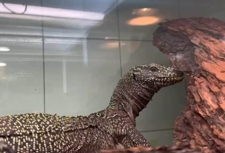 Экзотический обитатель поселился в зоопарке в одном из регионов России Тг-канал (18+) Ленинградского зоопарка