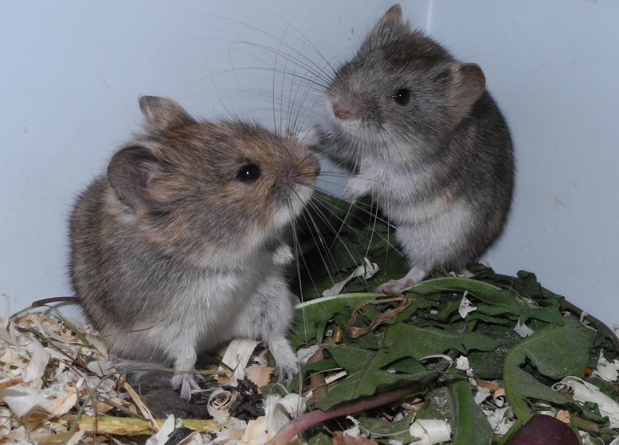 Ольхонская полёвка приблизилась к статусу отдельного биологического вида Натали Лопатиной, сайт &quotНаука в Сибири&quot
