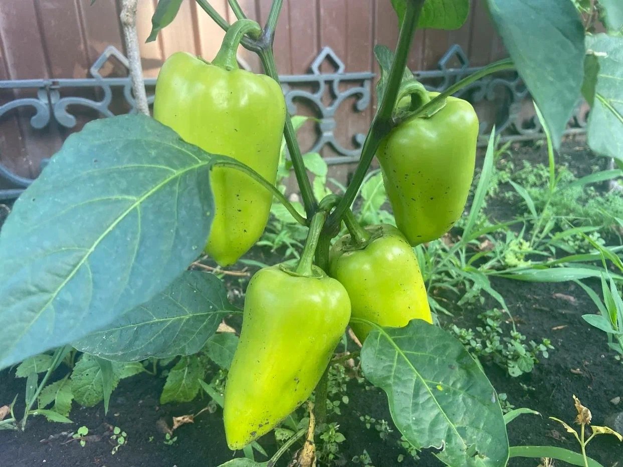 Перцы ИА KrasnodarMedia