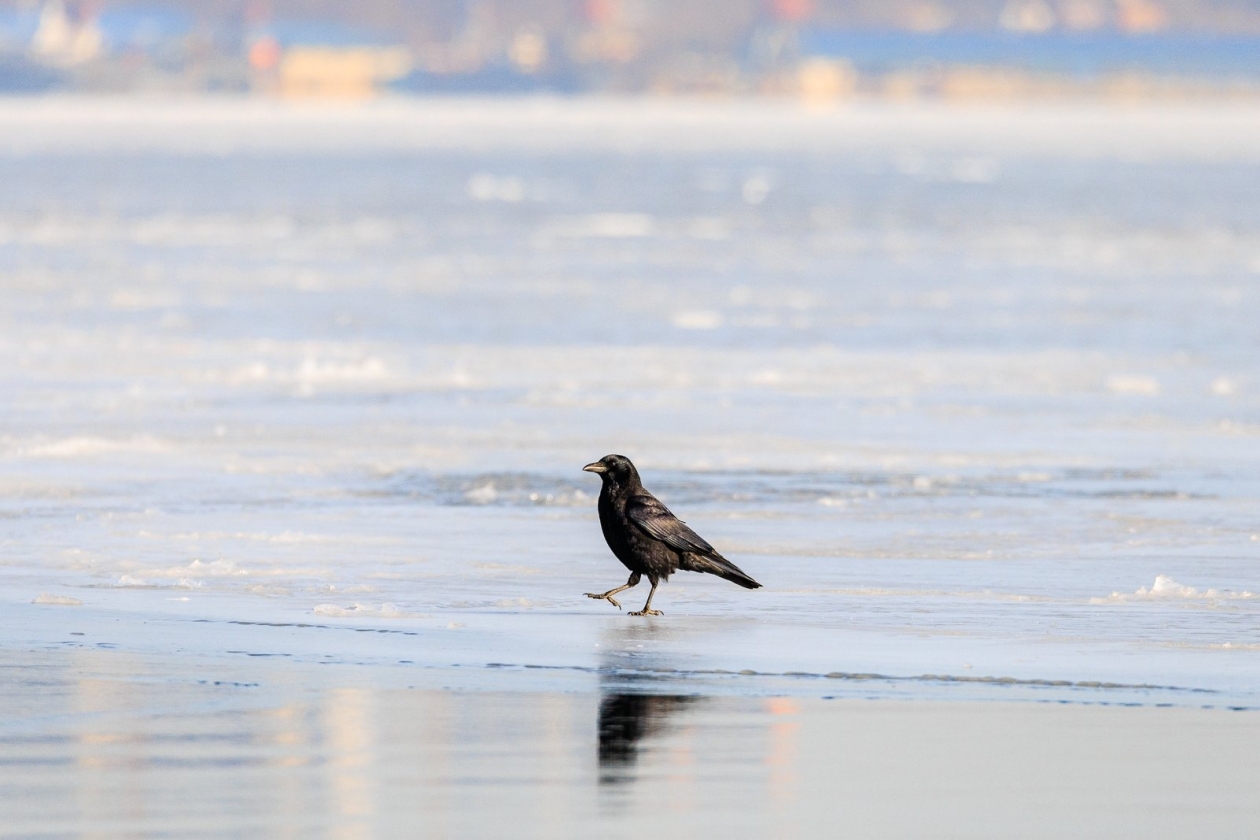 Погода Евгений  Кулешов, ИА PrimaMedia.ru