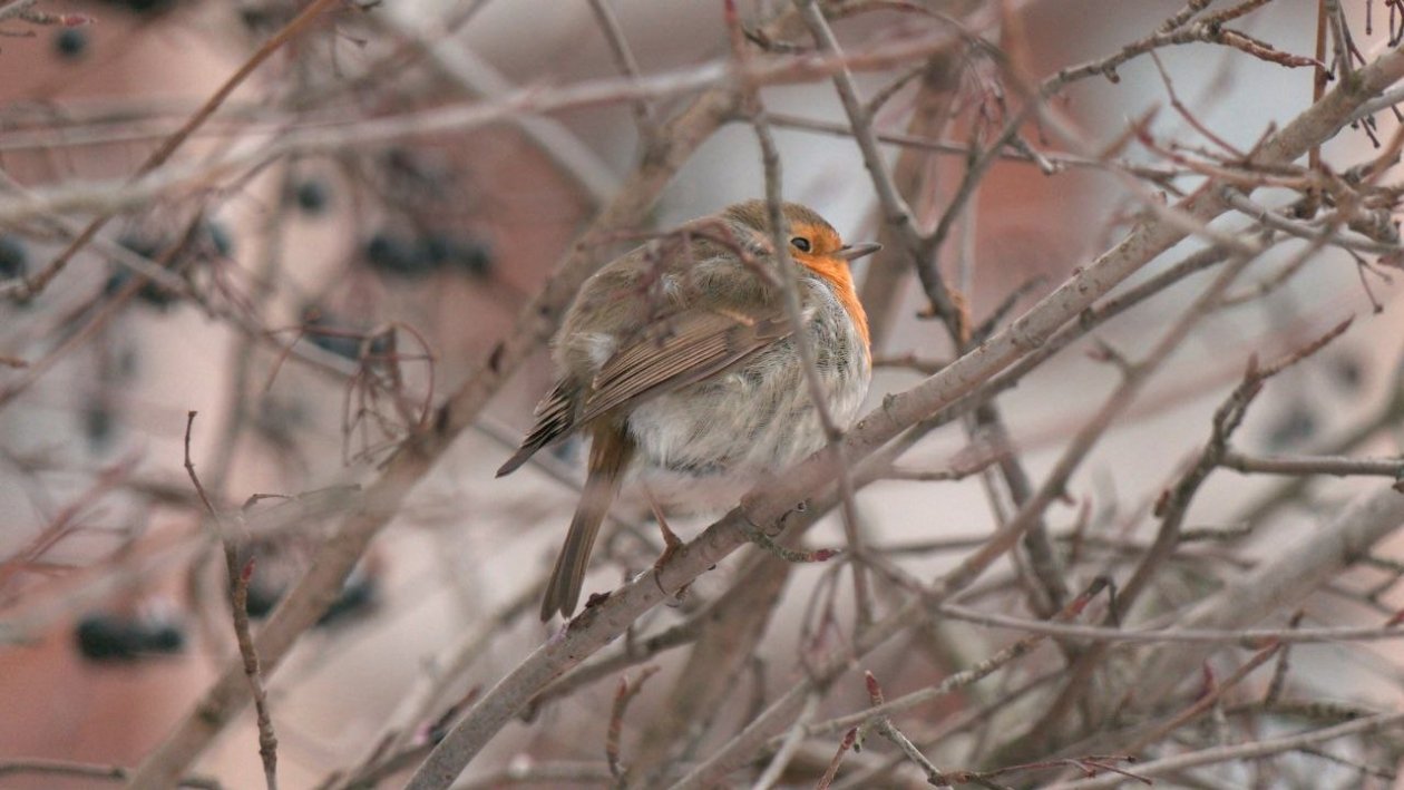 Редкая пернатая гостья осталась на зимовку в усадьбе в одном из регионов России Тг-канал (18+) Каждой твари по паре