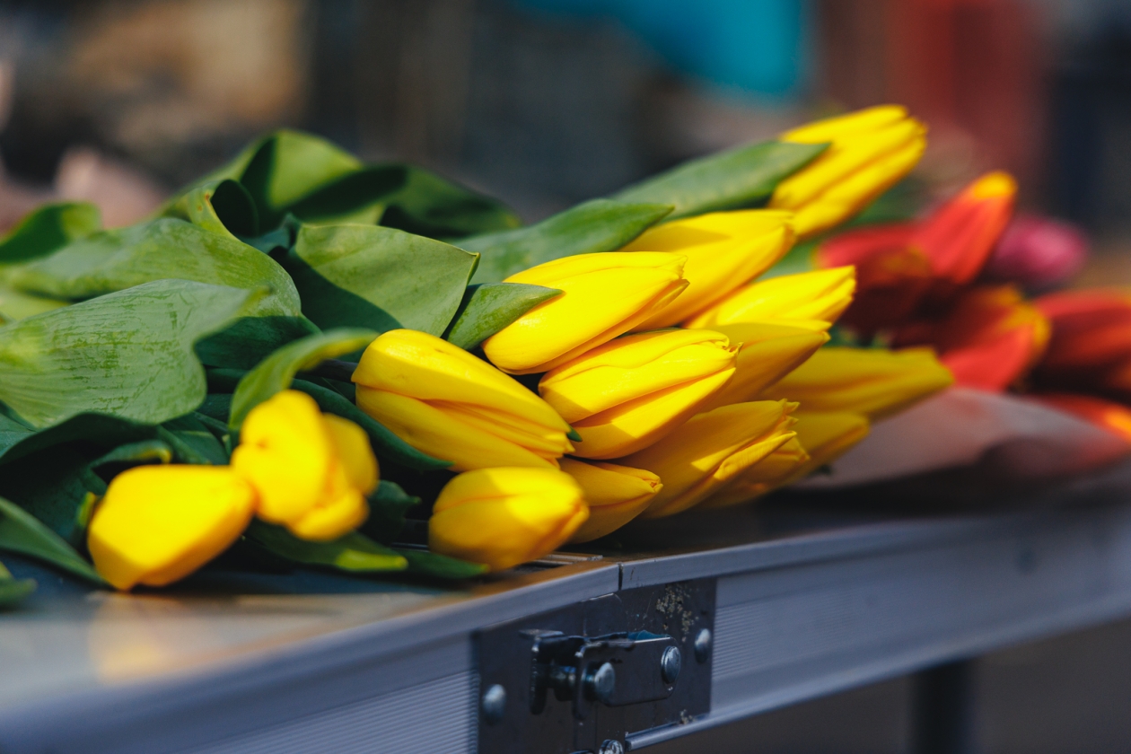 Тюльпаны Евгений Кулешов, ИА PrimaMedia