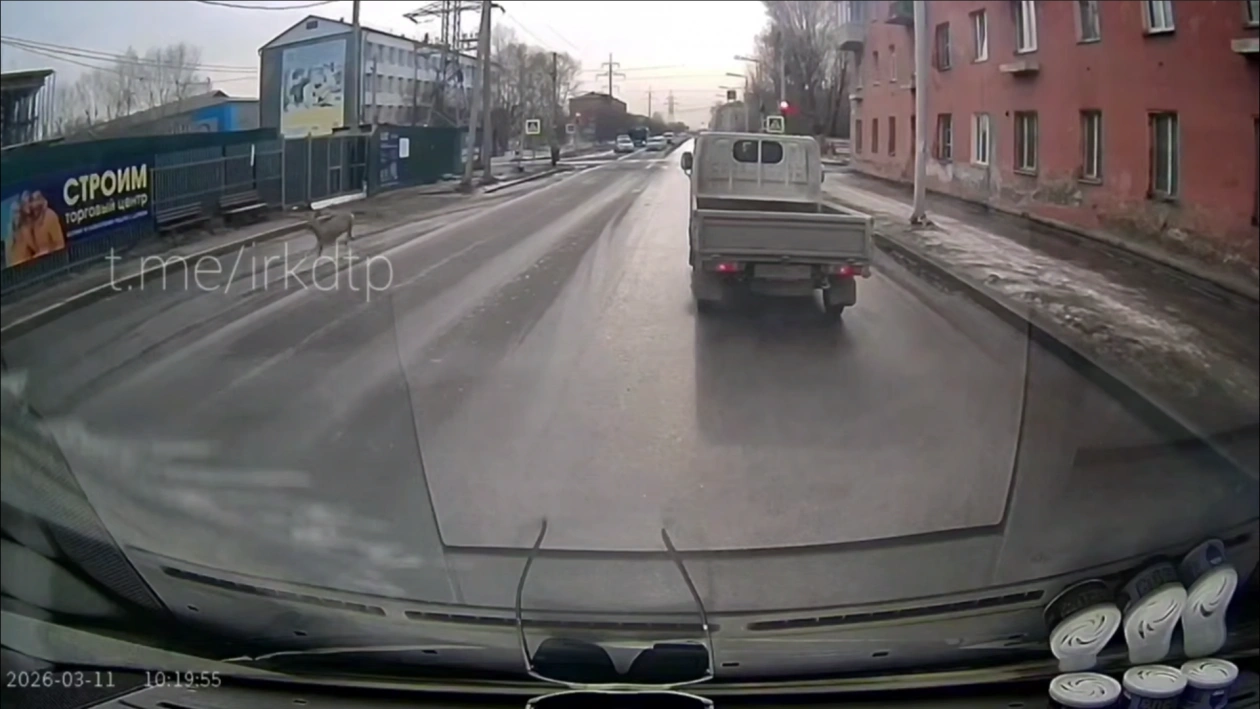 Неожиданно пробежавшего по дороге оленя засняли в Иркутске Тг-канал (18+) &quotДТП38&quot