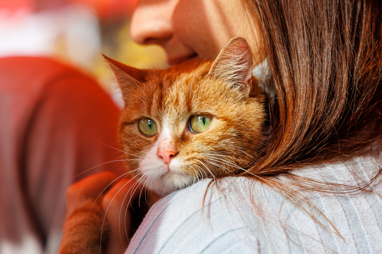 Уживаемся с домашним хищником - 6 лайфхаков, которые должен знать каждый владелец кошки Евгений Кулешов, ИА PrimaMedia