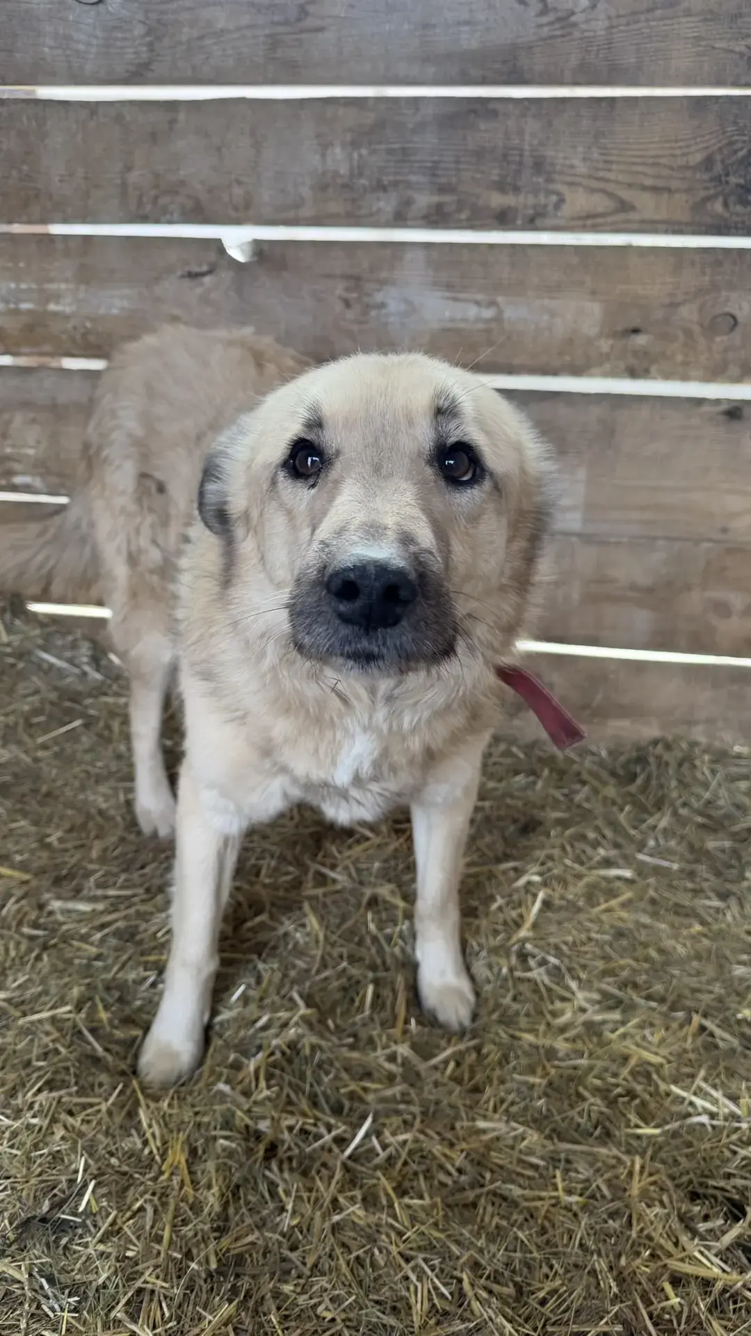 Собака ГУ МВД России по региону