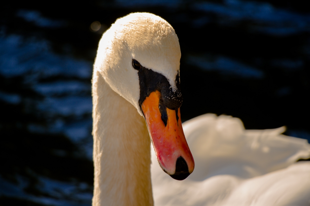 Первая пара лебедей вернулась на воду в родной бухте после зимовки Юлия Ушакова, ИА IrkutskMedia