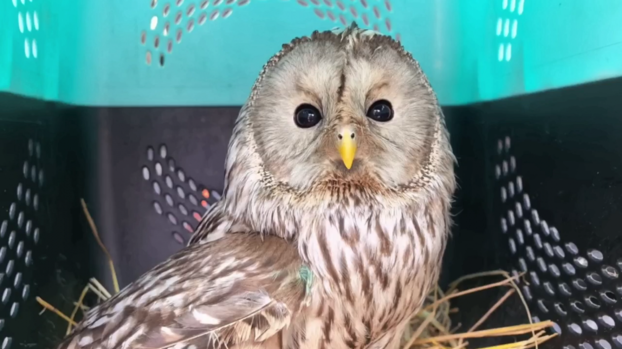 Сова Тг-канал (18+) Иркутский Зоопарк