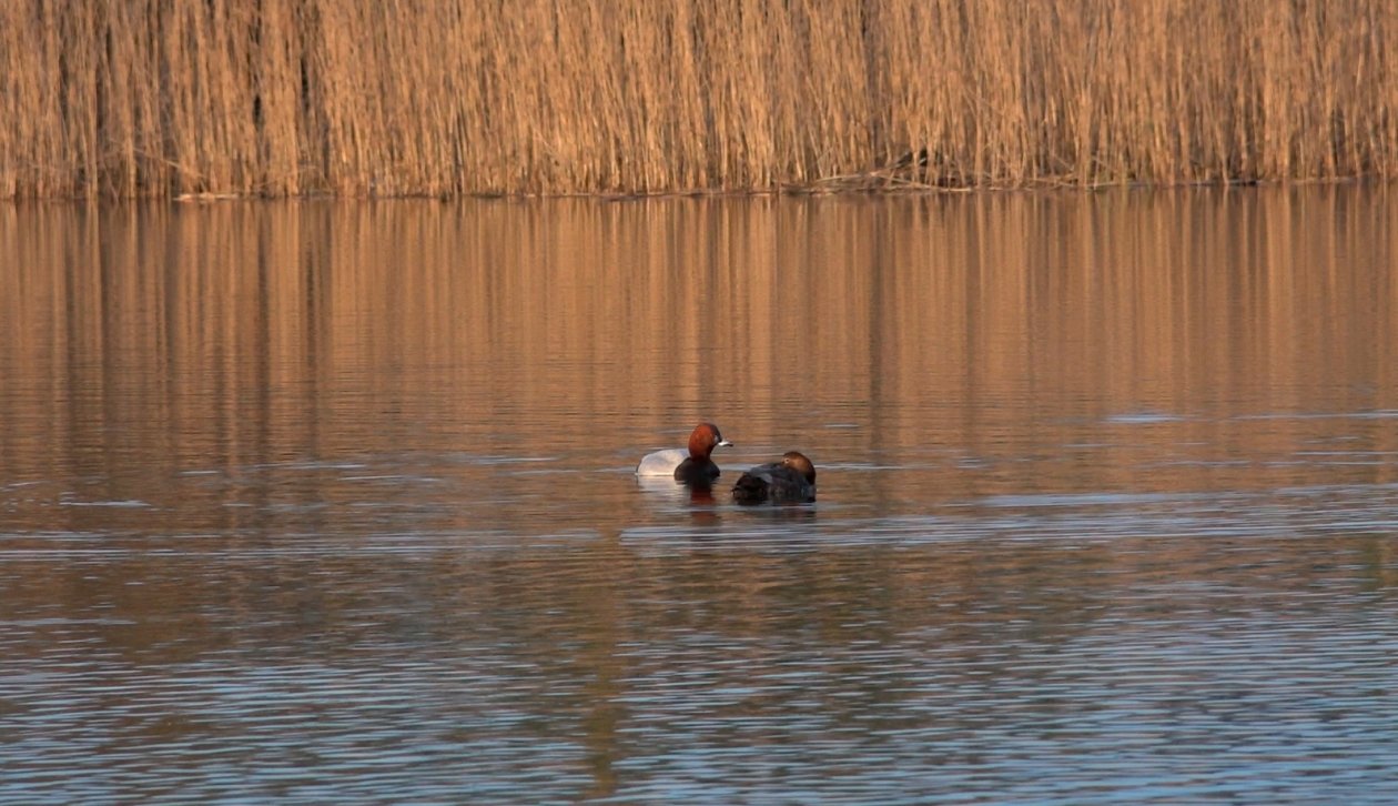 Красноголовые нырки вернулись в один из регионов России с началом весны Павел Глазков