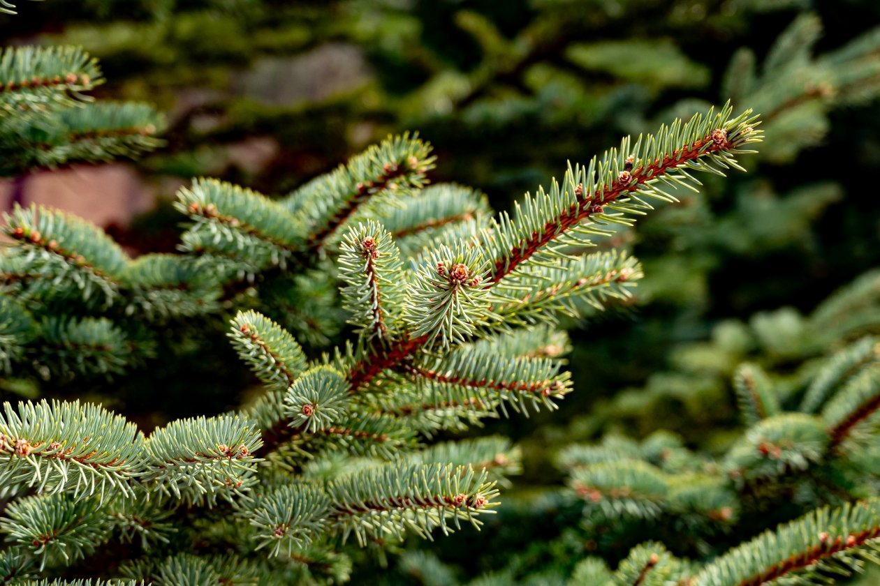 Лес Илья Табаченко, ИА PrimaMedia.ru