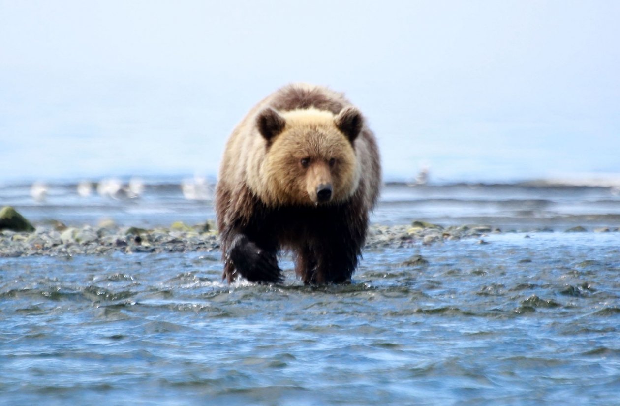 Медведь Чёрный Игорь, MagadanMedia.ru