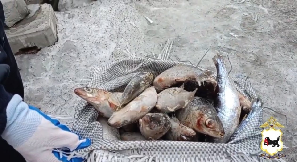 Партию незаконно добытого омуля на 10 млн рублей перехватили в Приангарье Пресс-служба ГУ МВД России по Иркутской области