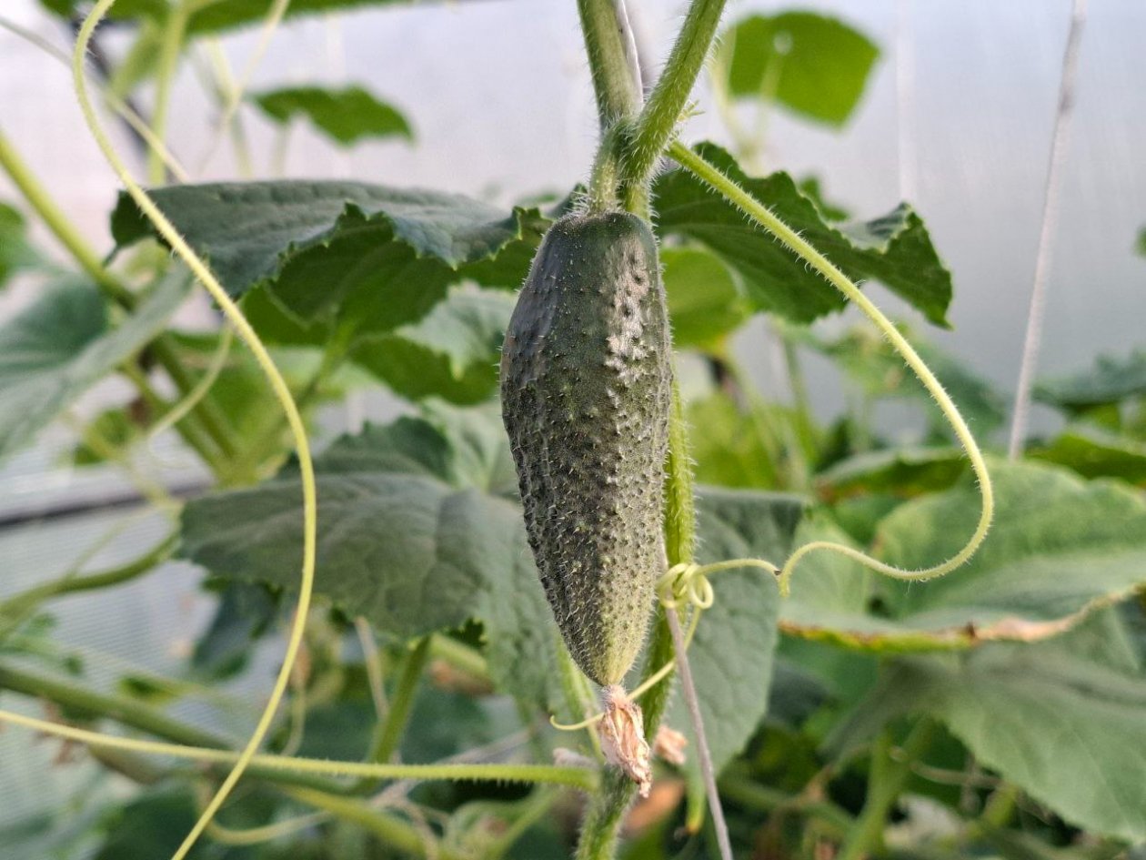 Не многие знают, но огурцы горчат из-за этой неочевидной ошибки ИА KrasnodarMedia