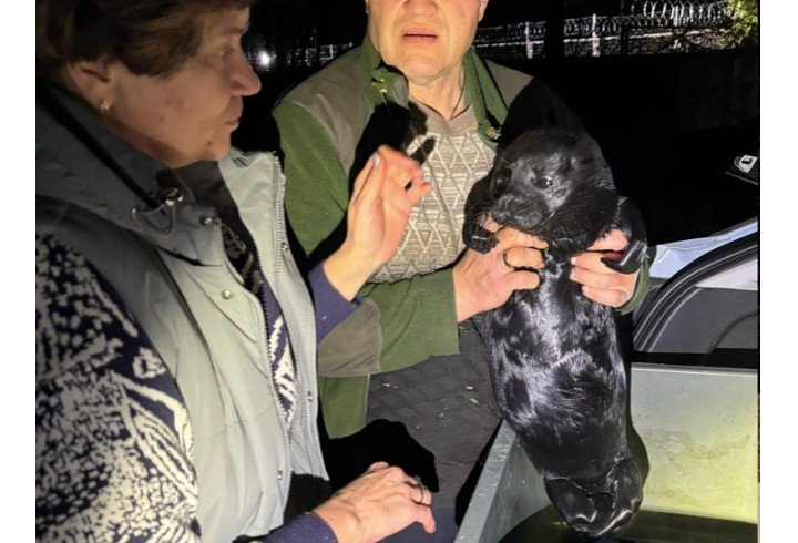 Нерпу с рыболовным крючком во рту спасли в России Центр спасения тюленей