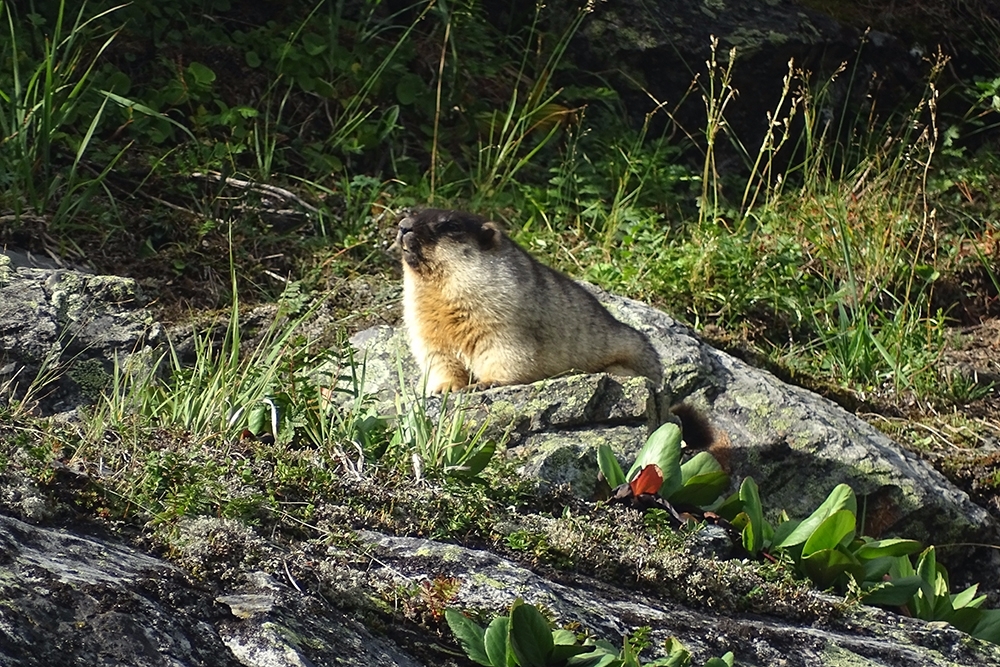 Сурок Пресс-служба &quotЗаповедного Прибайкалья&quot