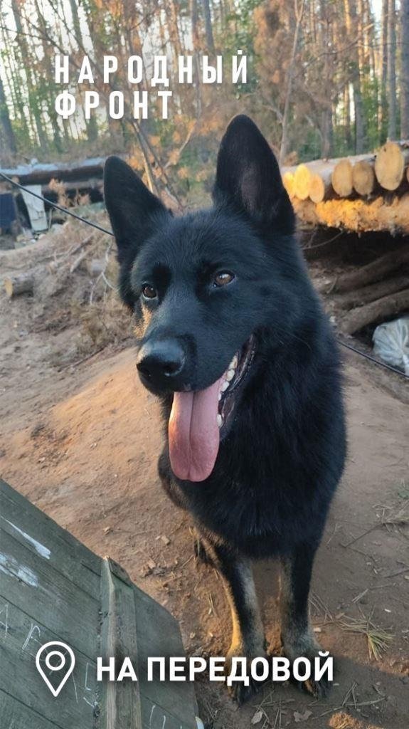 Спасший бойцов из Приангарья пес Донбасс получил международную награду посмертно Тг-канал (18+) Народного фронта Иркутской области