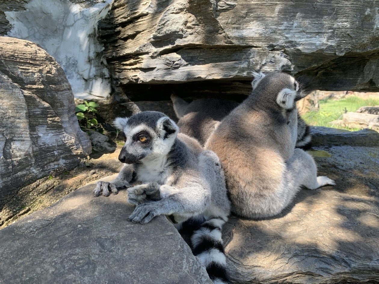 Лемур Марина Голикова, ИА UssurMedia