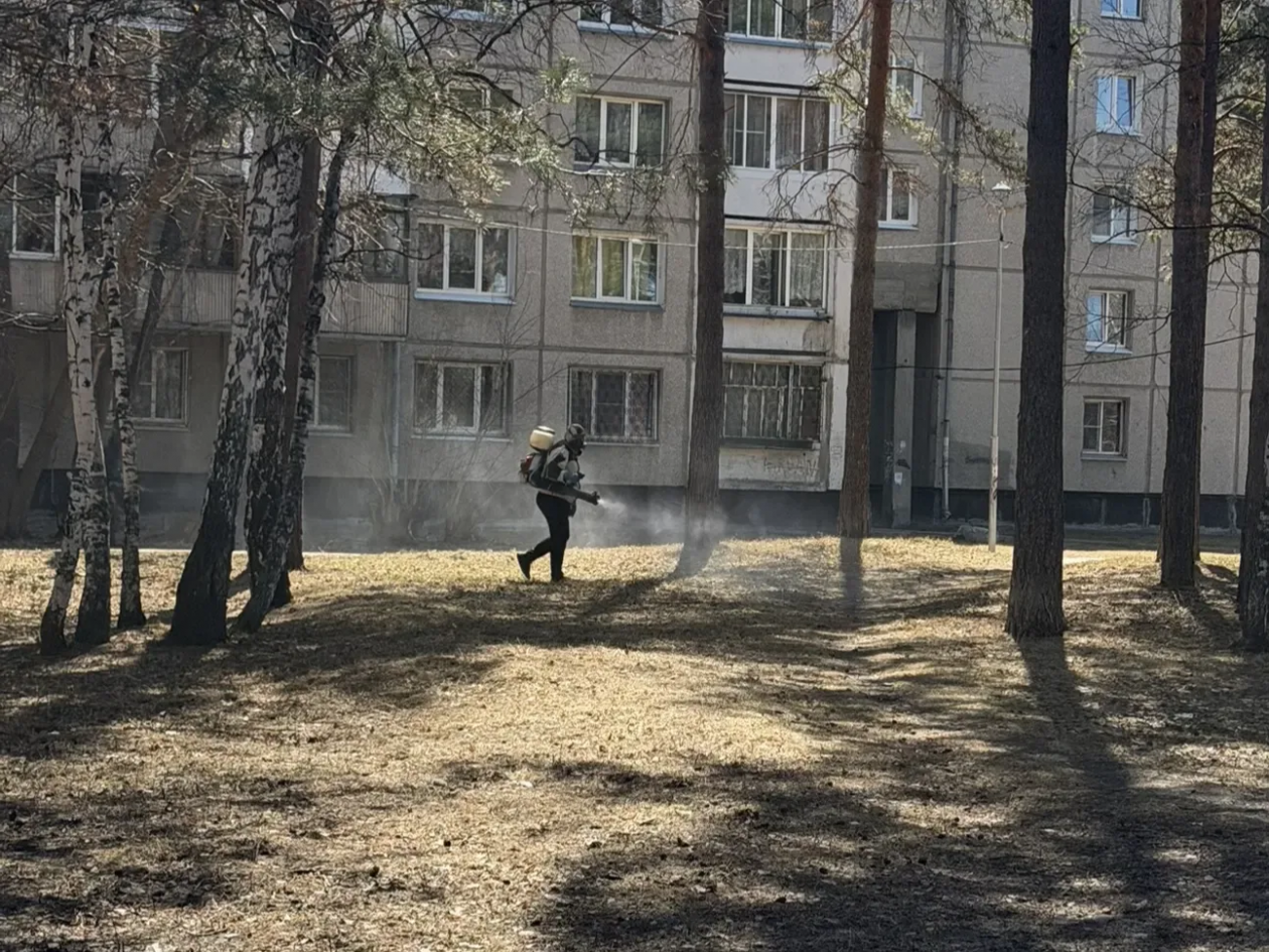 Противоклещевая обработка стартовала в общественных пространствах Ангарска Пресс-служба администрации АГО