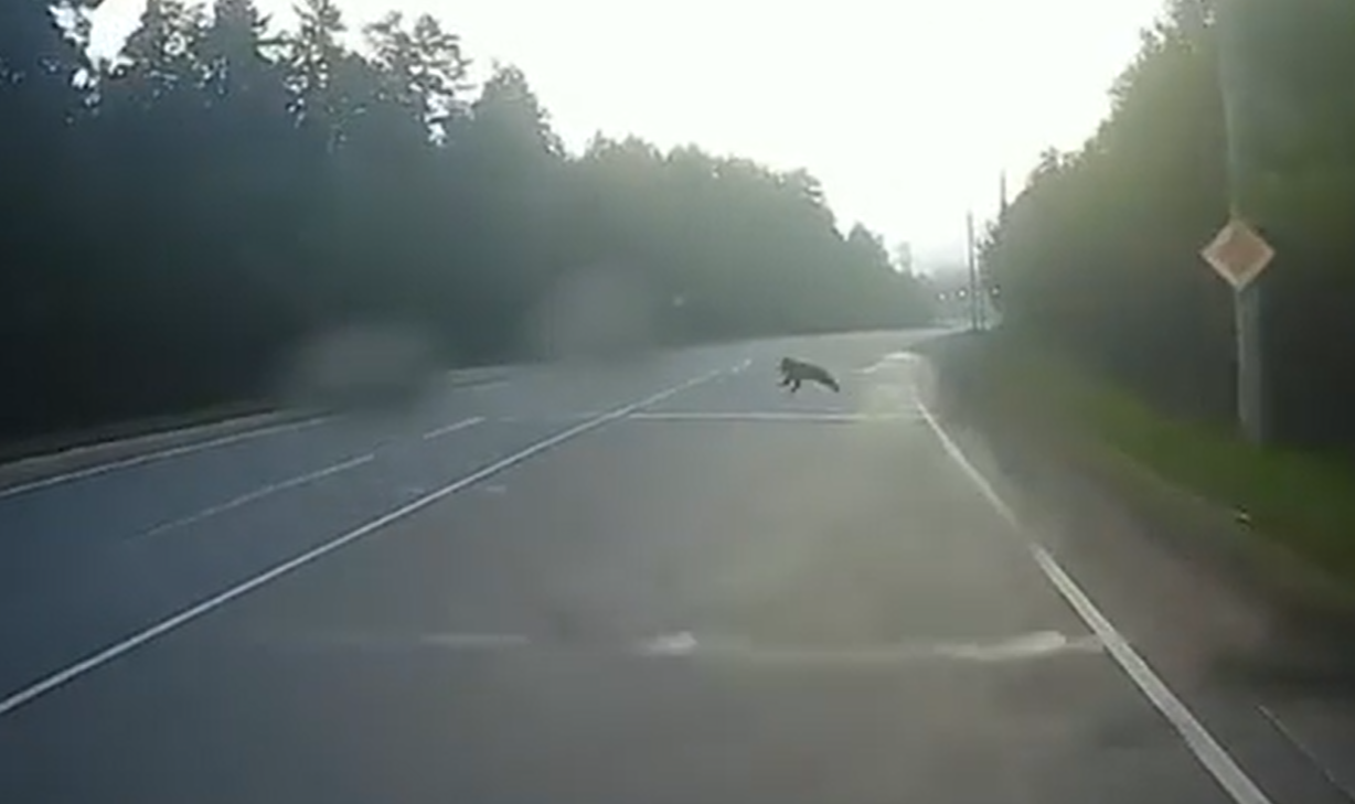 Медведь