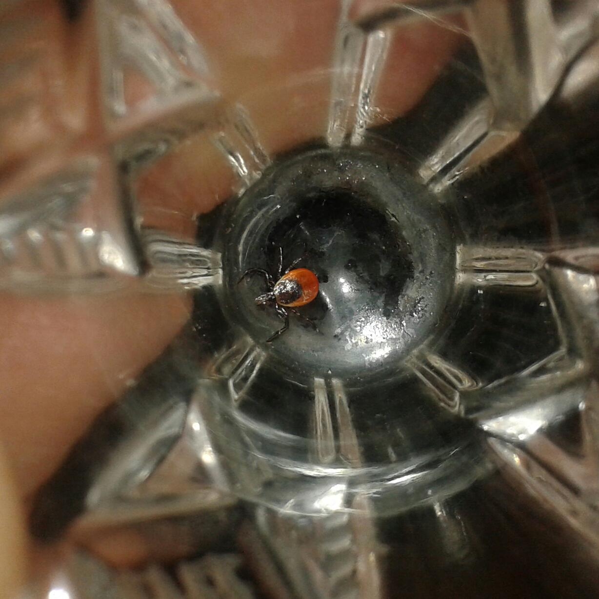 Клещи атакуют: чем опасен энцефалит и как защититься Кирилл Роткин, ИА IrkutskMedia