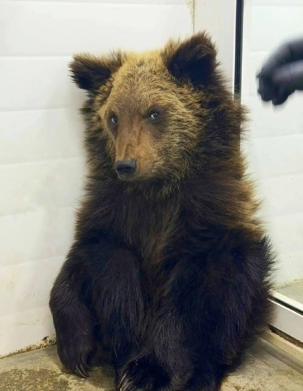 Пережил жестокость и выжил: медвежонка Ежика перевезли в зоопарк в Карелию Тг-канал (18+) питомника &quotК9&quot