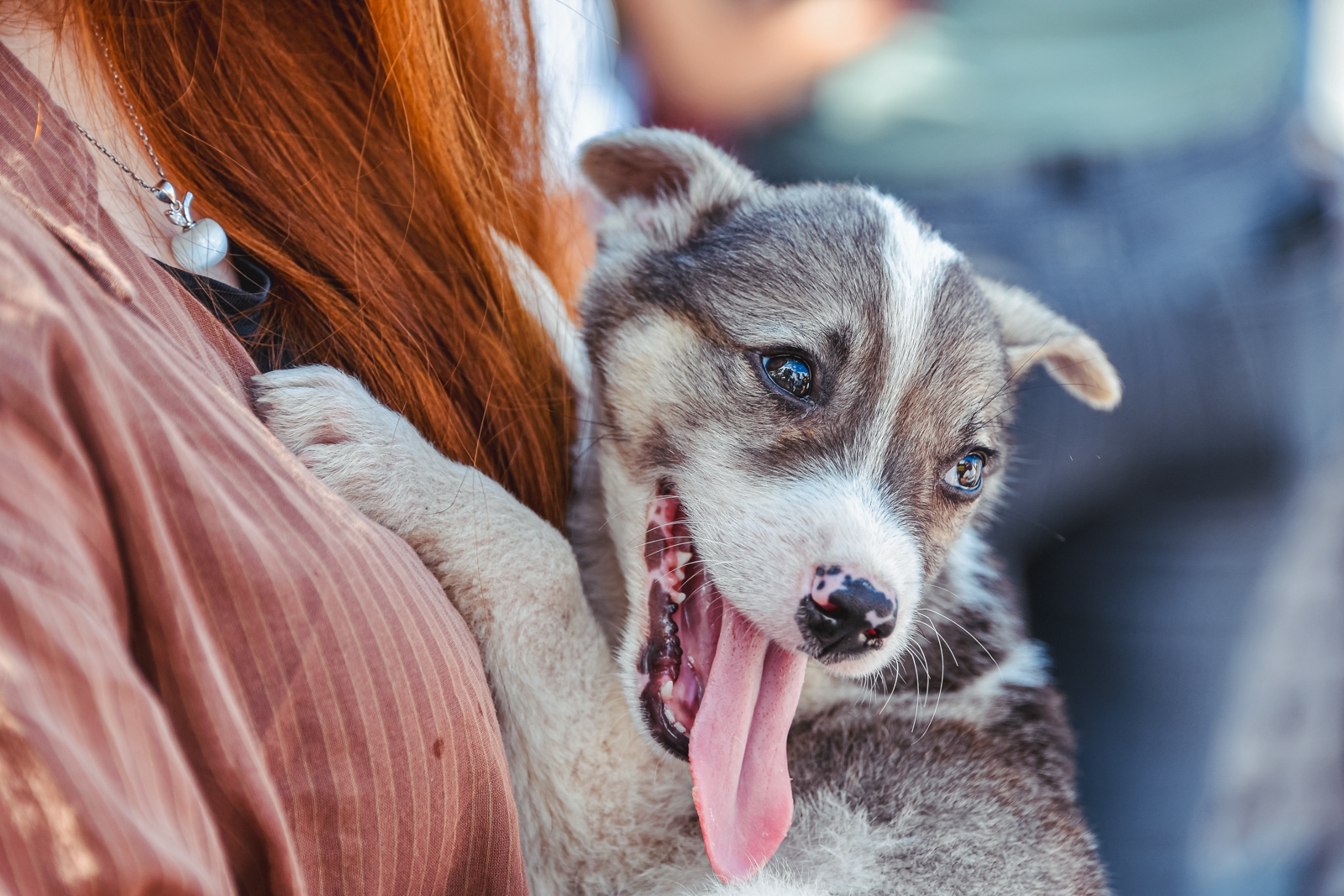 Если компания не установила специальных правил, сотрудник может привести кошку или собаку без риска получить штраф. Мария Смитюк, ИА PrimaMedia
