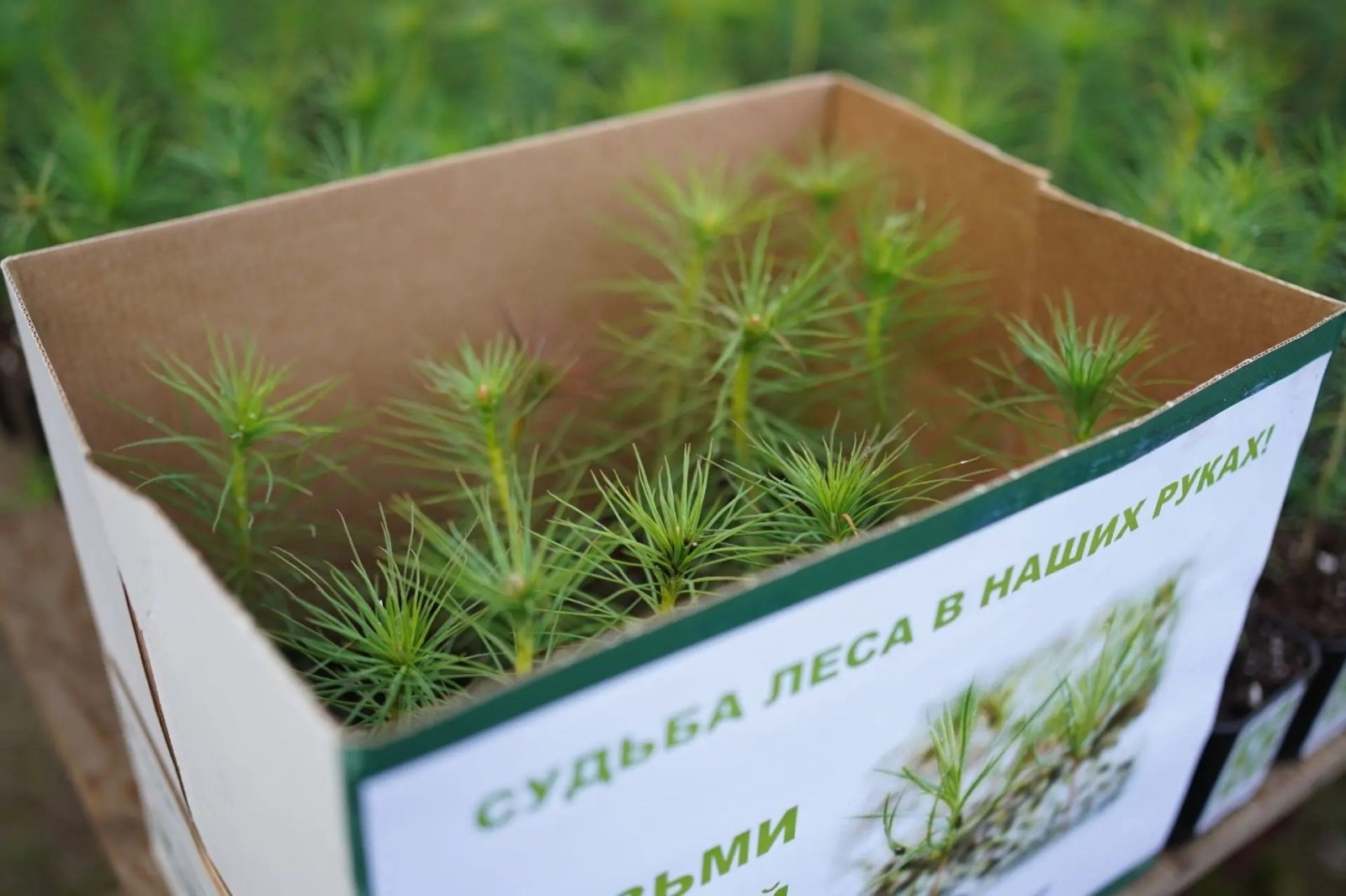 8 тысяч саженцев для ежегодной акции &quotСохраним лес&quot вырастили в Ангарском округе Пресс-служба правительства Иркутской области