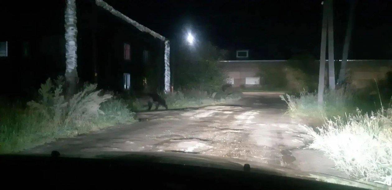 Медведь вышел к жилым домам Вихоревки — после этого хищника ликвидировали из соцсетей мэра Братского района
