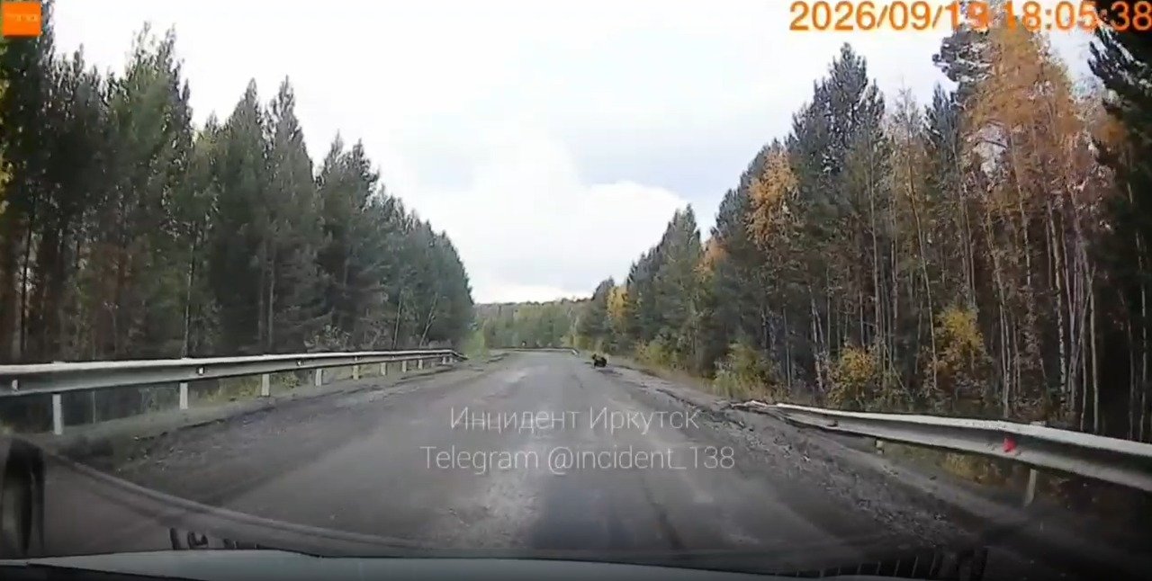 Медведь выбежал на дорогу в Иркутской области и попал на видеорегистратор Тг-канал (18+) &quotИнцидент Иркутск&quot